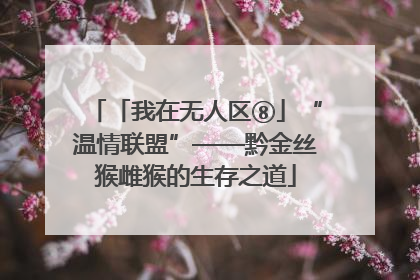 「我在无人区⑧」“温情联盟”——黔金丝猴雌猴的生存之道
