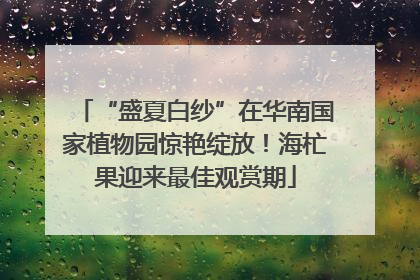 “盛夏白纱”在华南国家植物园惊艳绽放！海杧果迎来最佳观赏期