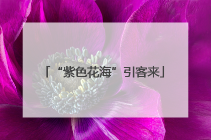 “紫色花海”引客来