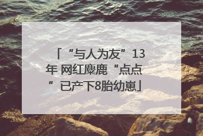 “与人为友”13年 网红麋鹿“点点”已产下8胎幼崽