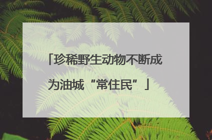 珍稀野生动物不断成为油城“常住民”