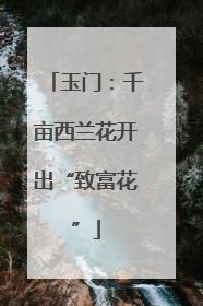 玉门：千亩西兰花开出“致富花”