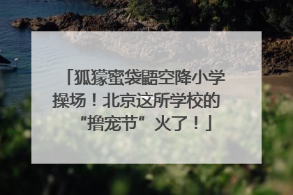 狐獴蜜袋鼯空降小学操场！北京这所学校的“撸宠节”火了！