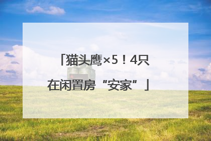猫头鹰×5！4只在闲置房“安家”