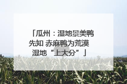 瓜州：湿地景美鸭先知 赤麻鸭为荒漠湿地“上大分”