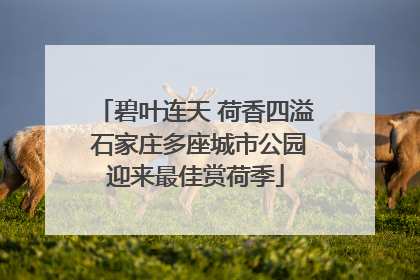 碧叶连天 荷香四溢 石家庄多座城市公园迎来最佳赏荷季