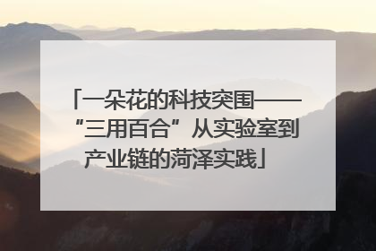 一朵花的科技突围——“三用百合”从实验室到产业链的菏泽实践