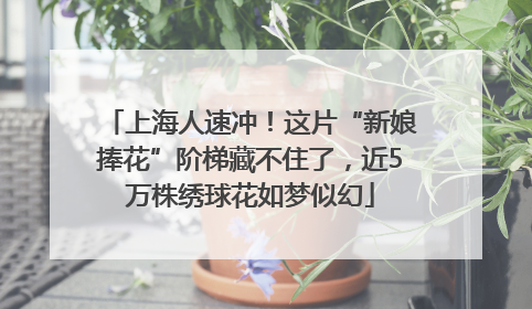 上海人速冲！这片“新娘捧花”阶梯藏不住了，近5万株绣球花如梦似幻