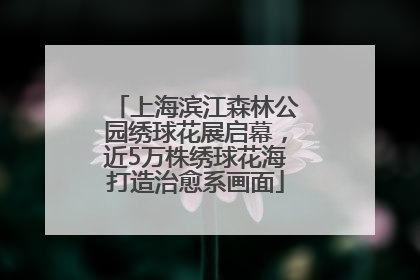 上海滨江森林公园绣球花展启幕，近5万株绣球花海打造治愈系画面
