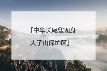 中华长尾雀现身太子山保护区