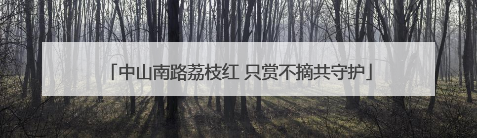 中山南路荔枝红 只赏不摘共守护