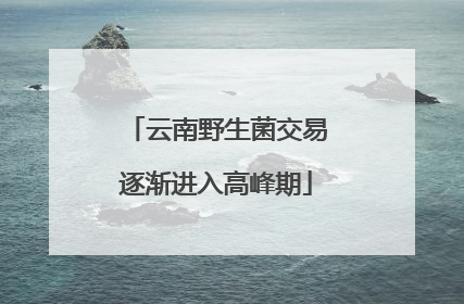 云南野生菌交易逐渐进入高峰期