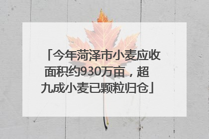 今年菏泽市小麦应收面积约930万亩，超九成小麦已颗粒归仓