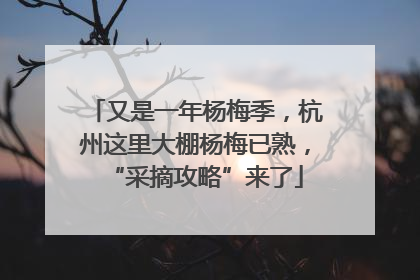 又是一年杨梅季，杭州这里大棚杨梅已熟，“采摘攻略”来了