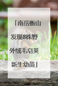 南岳衡山发现8株野外绒毛皂荚新生幼苗