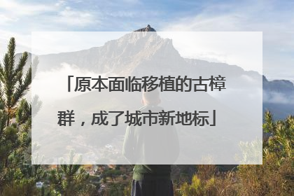 原本面临移植的古樟群，成了城市新地标