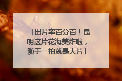 出片率百分百！昆明这片花海美炸啦，随手一拍就是大片