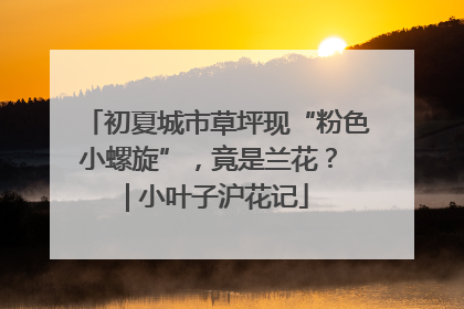 初夏城市草坪现“粉色小螺旋”，竟是兰花？ | 小叶子沪花记