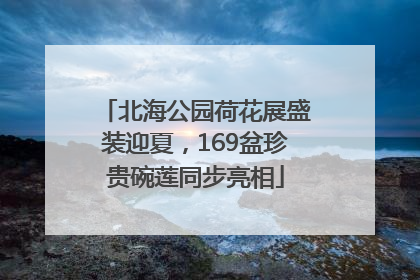 北海公园荷花展盛装迎夏，169盆珍贵碗莲同步亮相