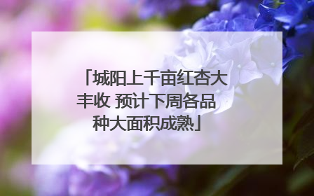 城阳上千亩红杏大丰收 预计下周各品种大面积成熟