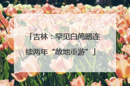 吉林：罕见白鸬鹚连续两年“故地重游”