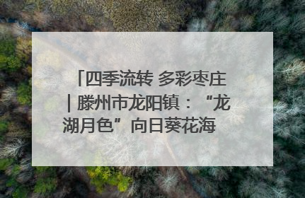 四季流转 多彩枣庄｜滕州市龙阳镇：“龙湖月色”向日葵花海 绘就乡村振兴新画卷