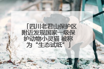 四川老君山保护区附近发现国家一级保护动物小灵猫 被称为“生态试纸”
