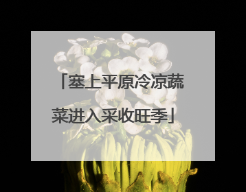 塞上平原冷凉蔬菜进入采收旺季