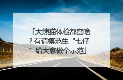 大熊猫体检都查啥？有请模范生“七仔”给大家做个示范
