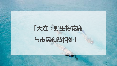 大连：野生梅花鹿与市民和谐相处
