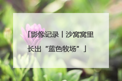影像记录丨沙窝窝里长出“蓝色牧场”