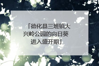德化县三班镇大兴岭公园的向日葵进入盛开期