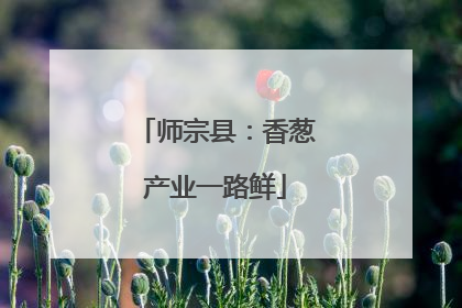 师宗县：香葱产业一路鲜