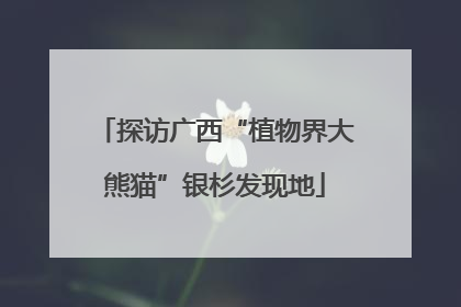 探访广西“植物界大熊猫”银杉发现地