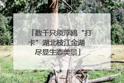 数千只须浮鸥“打卡”湖北枝江金湖 尽显生态美景