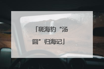 斑海豹“汤圆”归海记