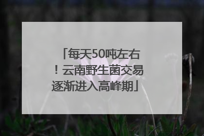 每天50吨左右！云南野生菌交易逐渐进入高峰期