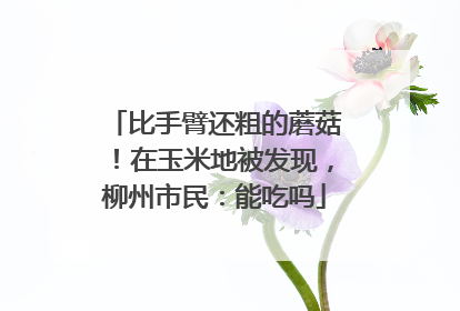 比手臂还粗的蘑菇！在玉米地被发现，柳州市民：能吃吗