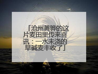 沧州黄骅的这片麦田里传来喜讯：一水未浇的旱碱麦丰收了