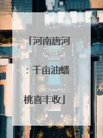 河南唐河：千亩油蟠桃喜丰收