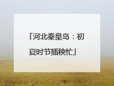 河北秦皇岛：初夏时节插秧忙