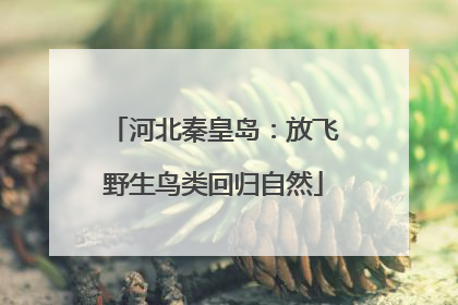 河北秦皇岛：放飞野生鸟类回归自然