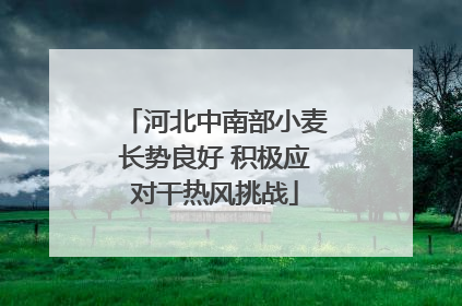 河北中南部小麦长势良好 积极应对干热风挑战