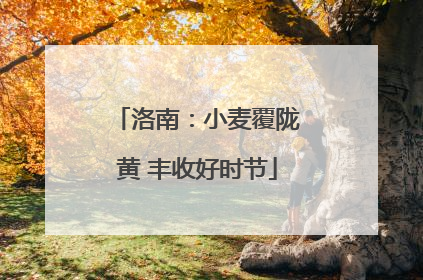 洛南：小麦覆陇黄 丰收好时节