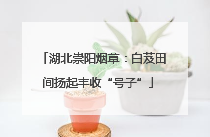湖北崇阳烟草：白芨田间扬起丰收“号子”