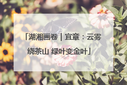 湖湘画卷｜宜章：云雾绕茶山 绿叶变金叶