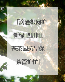 滴灌织网护新绿 四川旺苍茶园抗旱保茶管护忙