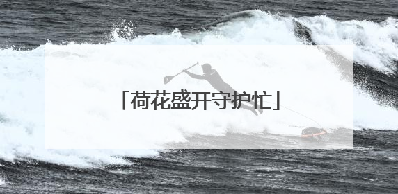 荷花盛开守护忙
