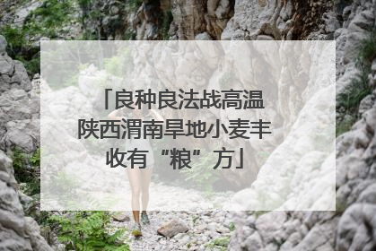 良种良法战高温 陕西渭南旱地小麦丰收有“粮”方