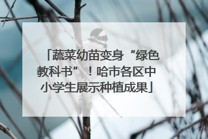 蔬菜幼苗变身“绿色教科书”！哈市各区中小学生展示种植成果